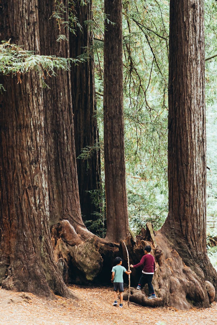 Two people explore the towering redwoods in a serene forest setting.